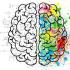 WHAT KIND OF BRAIN DO YOU HAVE, MALE OR FEMALE: Look at your fingers, compare them and learn something new about yourself!
