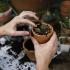 THEY BRING THE MAGIC: Here’s which PLANT is good for wealth, which for attraction and which for beauty!