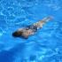 If you see them in the water, run! These signs of the Zodiac always pee in a swimming pool! 