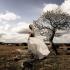 HOROSCOPE AND LOVE: Which sign can't stand being single and which enjoys solitude