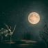 Meaning of astrological houses: what does the first house in the natal chart say about our destiny